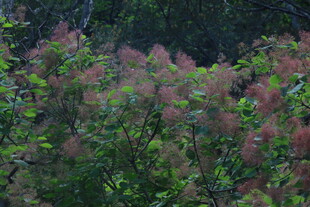 黄栌树花 