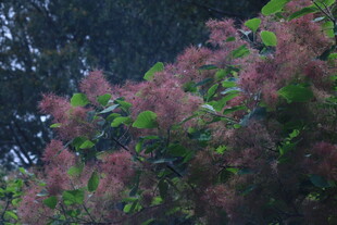 黄栌树花  