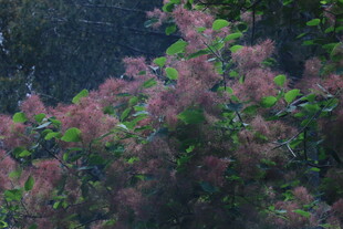 黄栌树花 