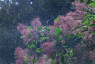 黄栌树花  