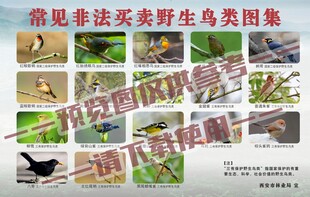 常见禁止非法买卖食用野生鸟类图