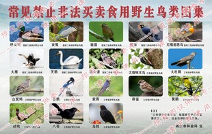常见禁止非法买卖食用野生鸟类图