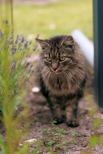 庭院中长毛猫的惬意瞬间
