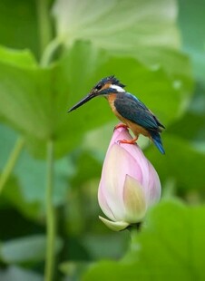翠鸟