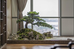 窗前精致盆景绿意盎然