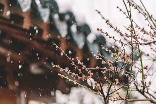 雪中绽放的粉嫩梅花