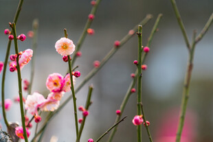 粉色梅花