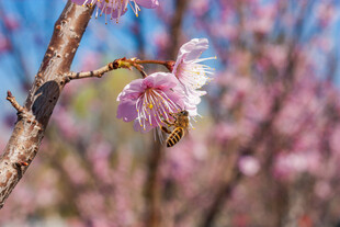 蜜蜂采蜜于绽放的花枝间