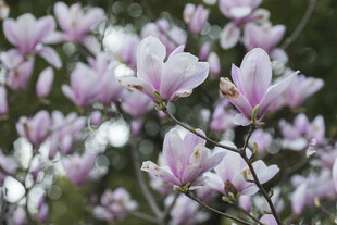 紫玉兰花