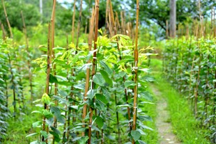 田园中的绿色植物景观