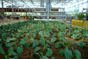 室内蔬菜种植场景