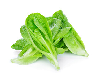 新鲜生菜叶