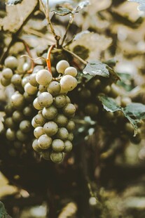 饱满葡萄挂枝头