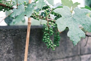 青葡萄挂枝特写