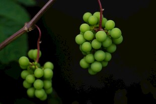 青葡萄挂枝梢