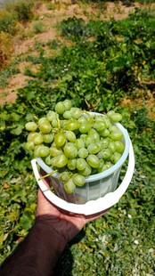 手捧新鲜青葡萄