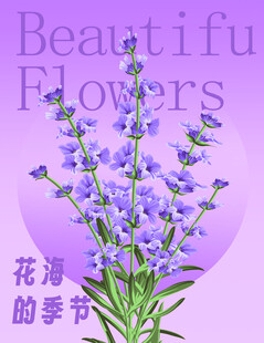 薰衣草