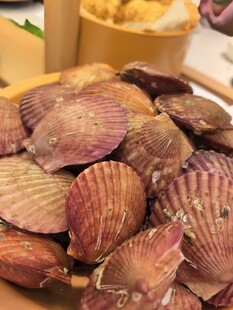 新鲜扇贝美味海鲜食材