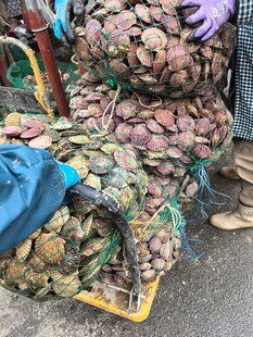 海鲜市场的丰富贝类货品