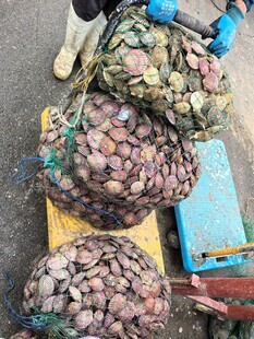 地上堆放的多彩扇贝