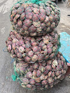 堆叠的彩色贝类海鲜
