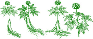 多种形态的人参矢量素材