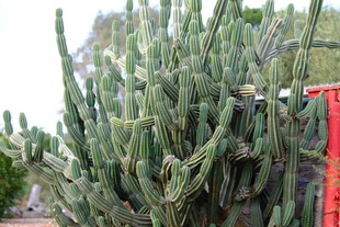 高大仙人掌植物景观