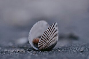 沙滩上的精美贝壳