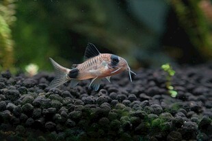 小型观赏鱼于黑色底砂中