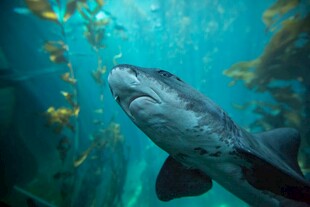 水族馆中鲨鱼与群鱼共游