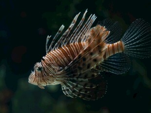 美丽蓑鲉展示独特外形