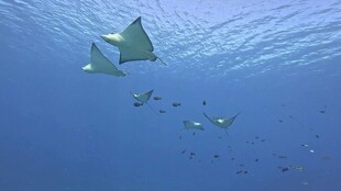 深海中游弋的一群蝠鲼