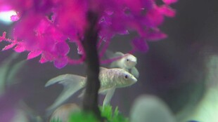 梦幻紫花下的灵动小鱼