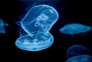 梦幻蓝色水母在水中游动