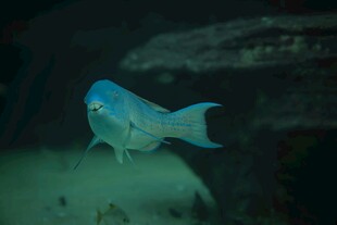 蓝色小鱼在水中游动