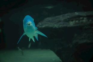 蓝色发光小鱼
