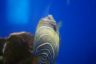 水族馆中的条纹观赏鱼