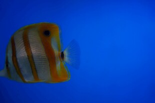 条纹海鱼于蓝色海洋中游弋