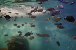 海底多彩鱼群畅游景象