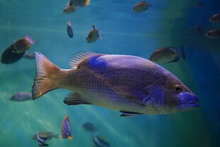 深海游鱼斑斓鱼群共舞