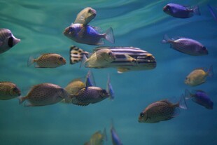海底多彩鱼群悠游