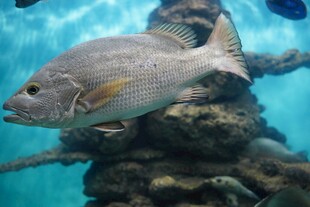 水族馆中的美丽鱼类
