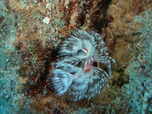 海底蜷缩的神秘海洋生物