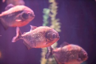 水中游动的红色食人鱼