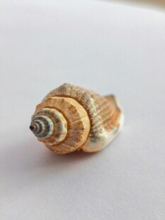 精致海螺特写