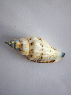 独特花纹的精美海螺