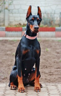 坐地的帅气杜宾犬