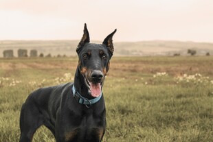 杜宾犬