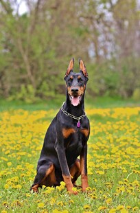 杜宾犬于花丛中惬意而坐