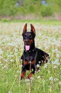 草地上的可爱杜宾犬
